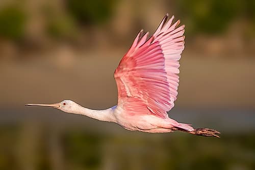 Roseate spoonbills flies across the marsh. Art Print